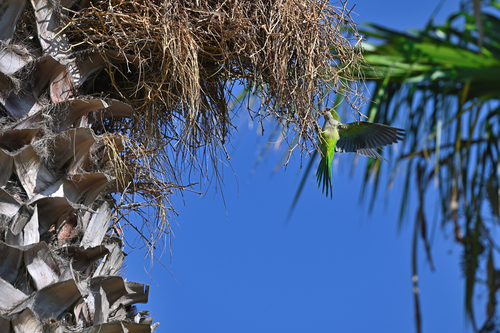 Monk Parakeet