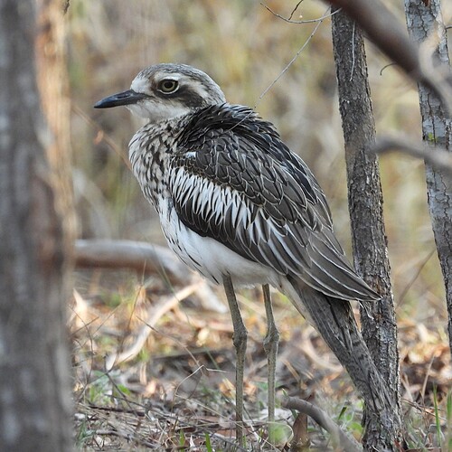 Bush Stone-curlew