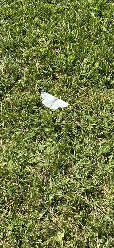Green-veined White