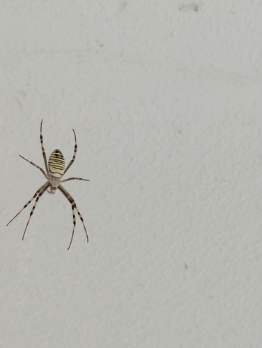 Wasp Spider