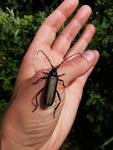 Musk beetle