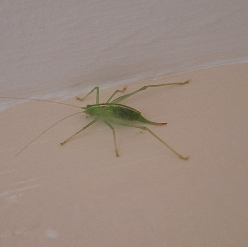 Southern Oak Bush-cricket