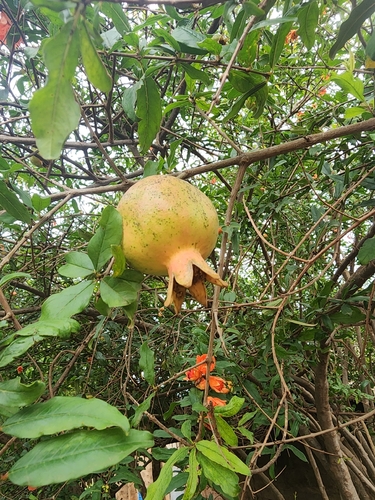 pomegranate