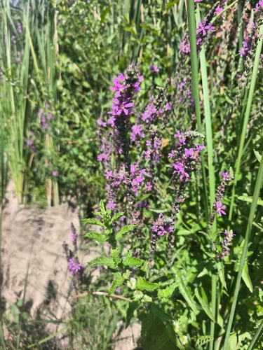 purple loosestrife