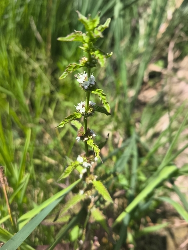 European water-horehound