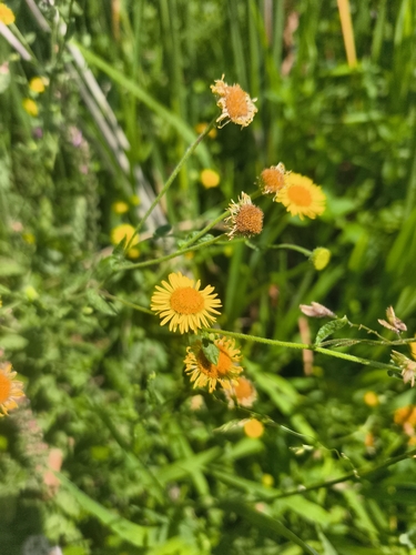 Common Fleabane