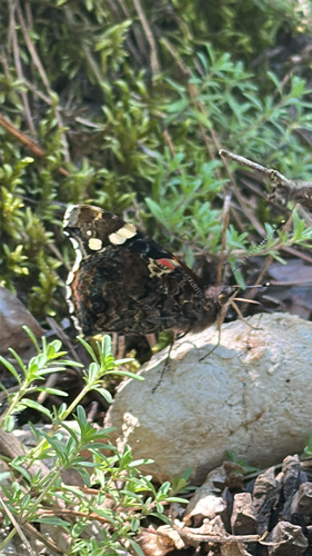 Red Admiral