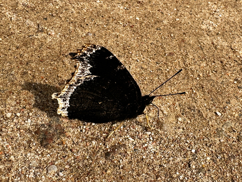 Mourning Cloak