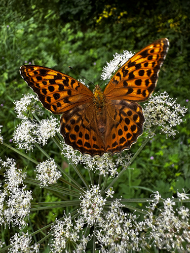 Silver-washed Fritillary