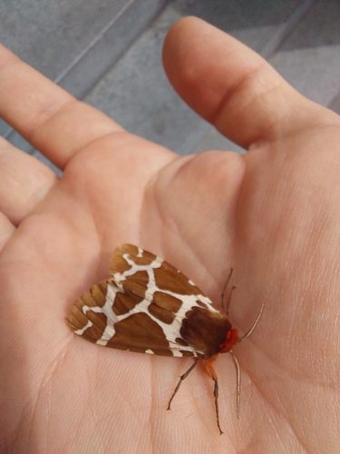 Garden Tiger