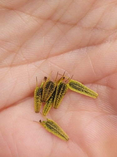 Devil's Beggarticks