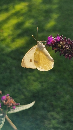 Large White