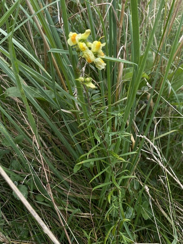 common toadflax