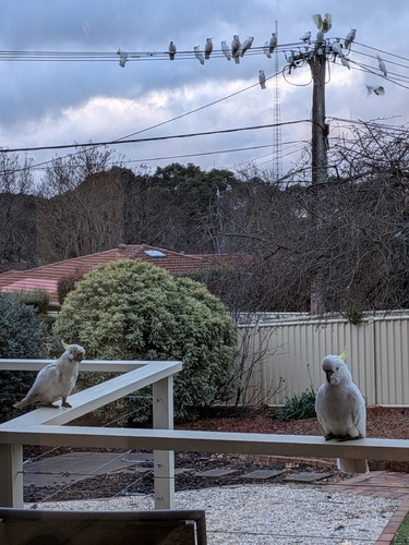 Sulphur-crested Cockatoo