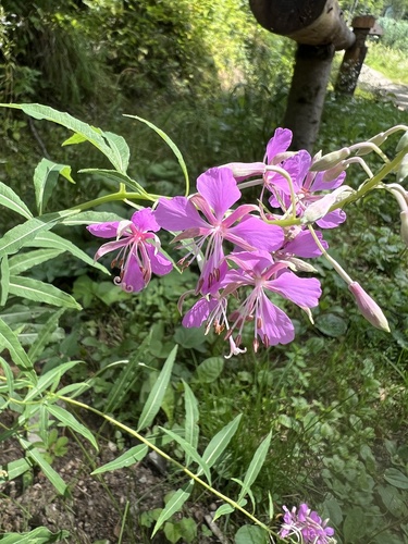 fireweed