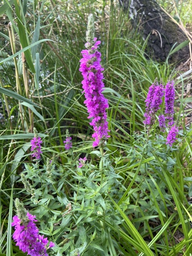 purple loosestrife