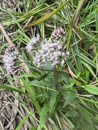 hemp agrimony