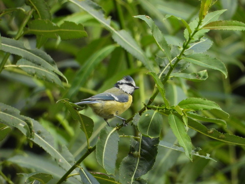 Eurasian Blue Tit
