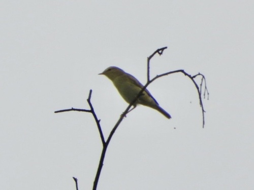 Common Chiffchaff