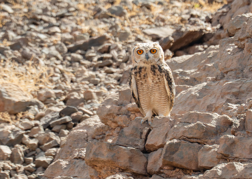 Pharaoh Eagle-Owl