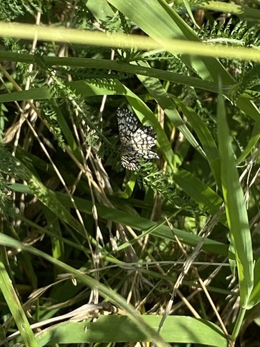 Latticed Heath