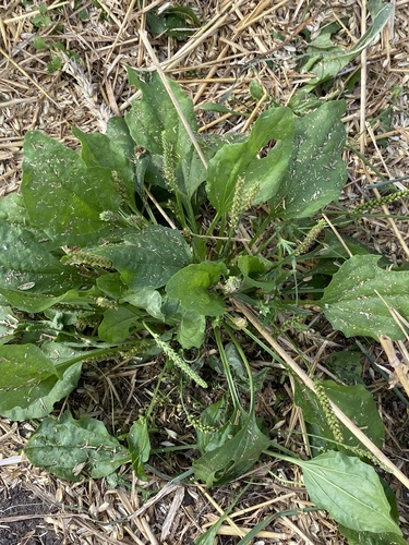 greater plantain