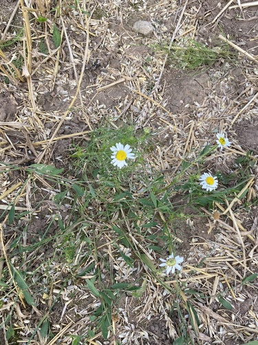 German Chamomile