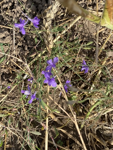 Forking Larkspur