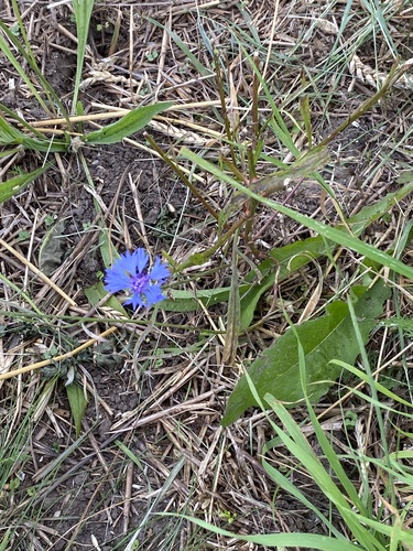 Cornflower