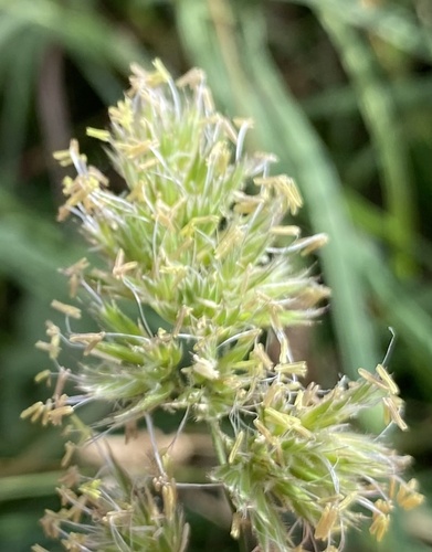 orchard grass
