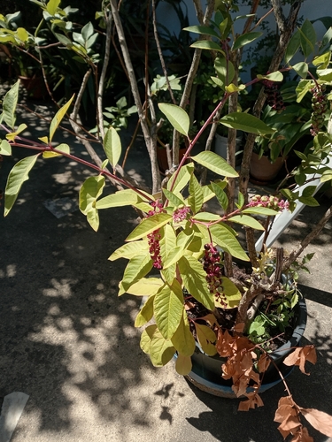 American pokeweed