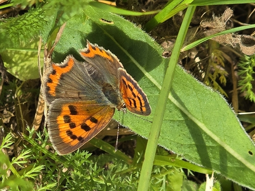 Small Copper