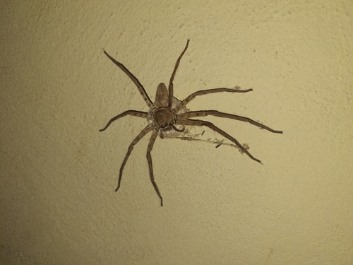 Pantropical Huntsman Spider