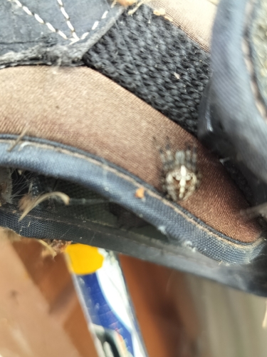 Cross Orbweaver
