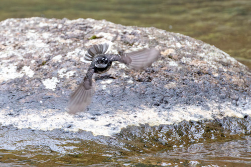Grey Fantail