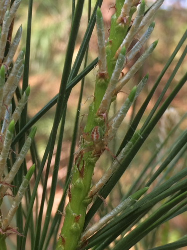 Araneus bivittatus · iNaturalist