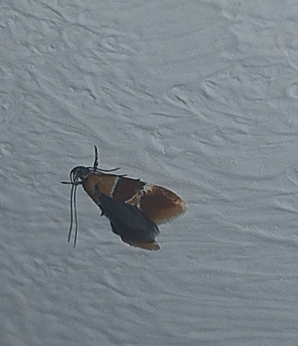 Callima bruandella