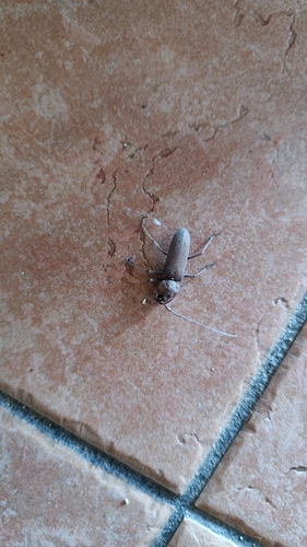 Hesperophanes sericeus