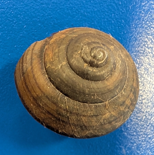 Fraser's Banded Snail