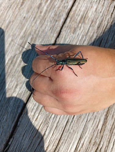 Musk beetle