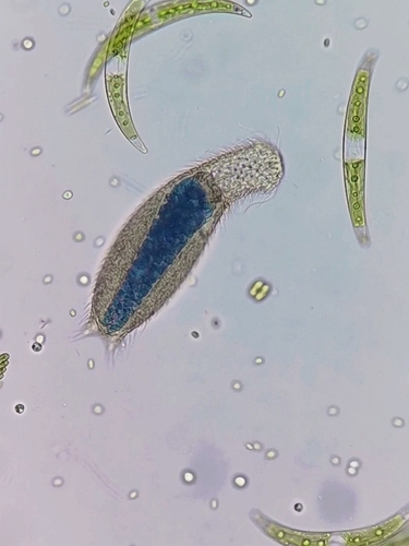 Chaetonotus gastrocyaneus