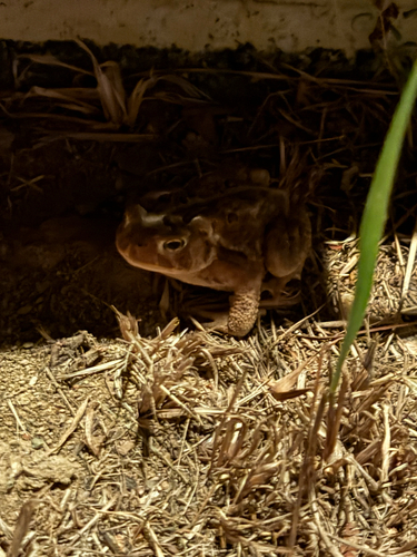 American Toad