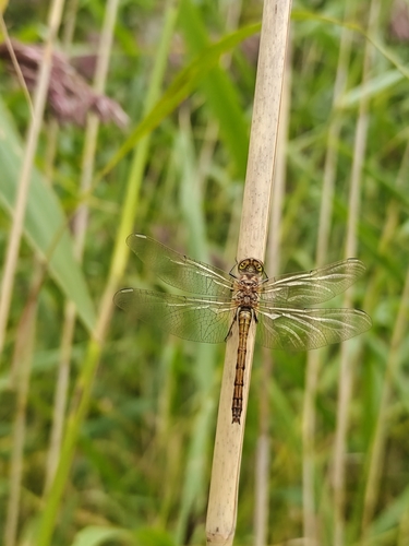 Vagrant Darter