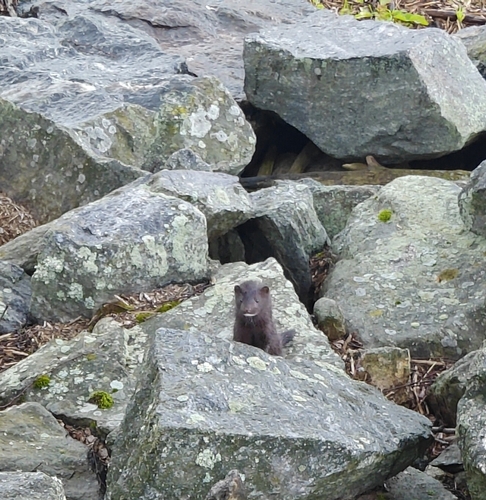 American Mink