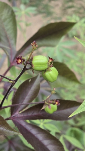 Bellyache Bush