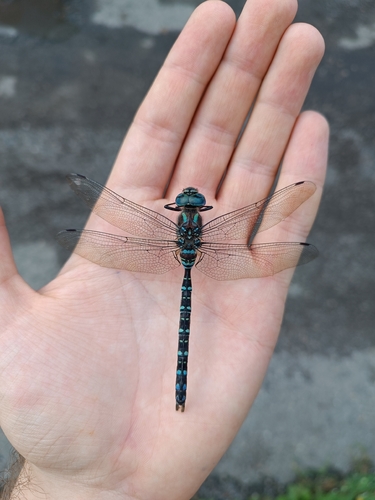 Siberian Hawker