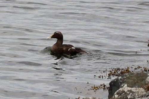 Common Eider