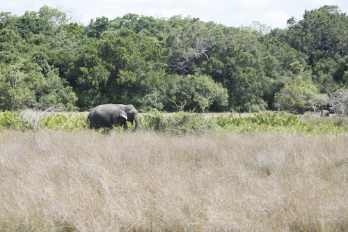 Sri Lankan Elephant