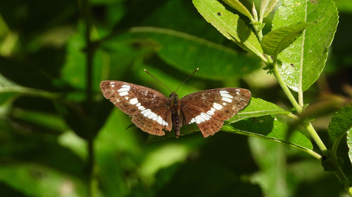 Eurasian White Admiral