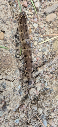 Elephant Hawkmoth